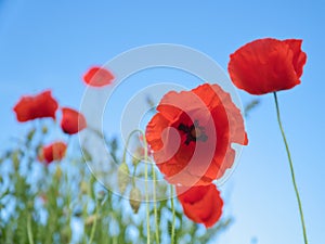 Poppy flower in cornfield. Red petals in green field. Agriculture on the roadside