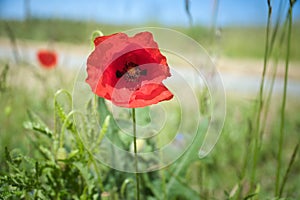 Poppy flower in cornfield. Red petals in green field. Agriculture on the roadside