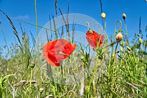 Poppy flower in cornfield. Red petals in green field. Agriculture on the roadside