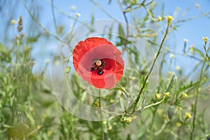 Poppy flower in cornfield. Red petals in green field. Agriculture on the roadside