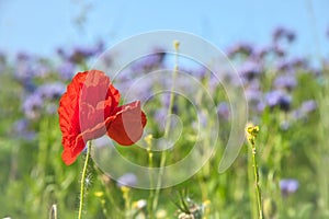 Poppy flower in cornfield. Red petals in green field. Agriculture on the roadside