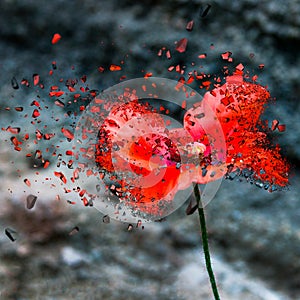 Poppy flower with decay effect, poppy leaves fall, red flower on stone background