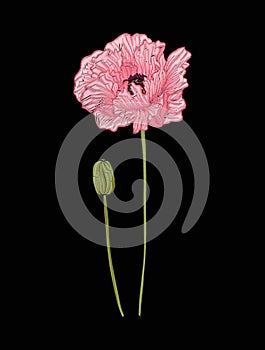 Poppy flower for embroidery in botanical illustration style on a