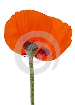 Poppy flower with fallen petals, isolated on white background