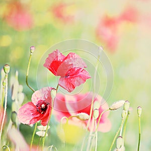 Poppy flower in a field