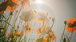 Poppy flower field