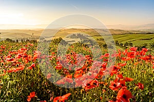 Poppy flower field in beautiful landscape scenery of Tuscany in Italy, Podere Belvedere in Val d Orcia Region - travel destination