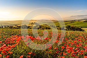 Poppy flower field in beautiful landscape scenery of Tuscany in Italy, Podere Belvedere in Val d Orcia Region - travel destination