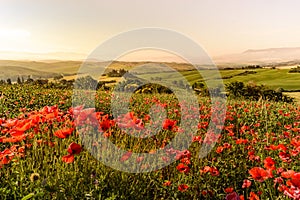 Poppy flower field in beautiful landscape scenery of Tuscany in Italy, Podere Belvedere in Val d Orcia Region - travel destination