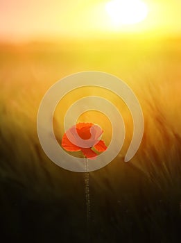 A poppy flower among a field of green cereal ears at sunset. Art photo.