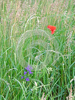 Poppy flower among field plants. Red wild poppy