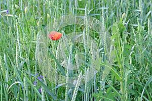 Poppy flower among field plants. Red wild poppy