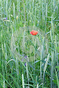 Poppy flower among field plants. Red wild poppy