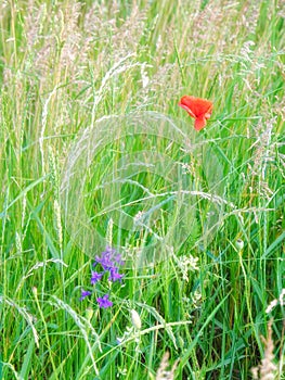 Poppy flower among field plants. Red wild poppy