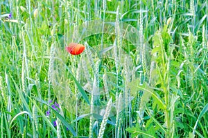 Poppy flower among field plants. Red wild poppy