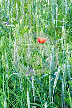 Poppy flower among field plants. Red wild poppy