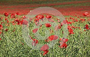 Poppy flower field tring hertfordshire