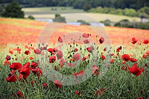 Poppy flower field tring hertfordshire uk