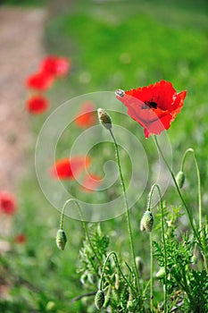 Poppy flower deep of field photo