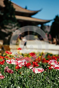 Poppy flower garden Truc Lam Da Lat Zen Monastery - Vietnamese buddhist temple - Dalat