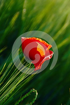 Poppy Flower In Green Barley Field