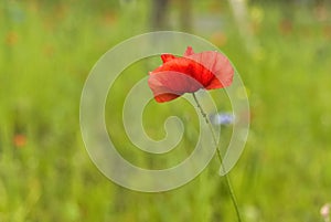 Poppy flower on a green field