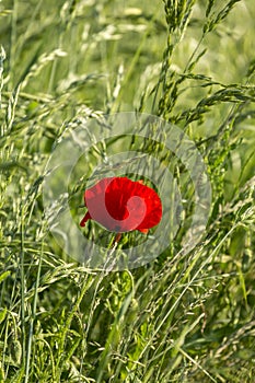 Poppy Flower In A Green Meadow