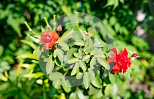 Poppy flower growing against leaves in green garden