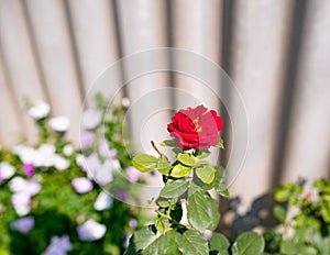 Poppy flower growing against leaves in green garden