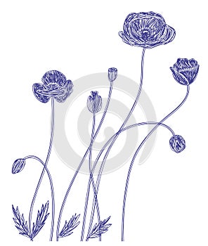 Poppy flower. Hand drawn floral vector illustration. Pen or marker sketch. Hand drawn design print. Natural pencil