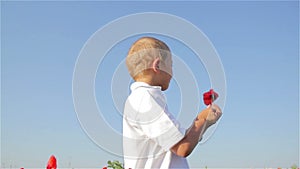 Poppy flower in the hands