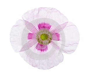 Poppy flower isolated on white background. Papaver somniferum opium poppy