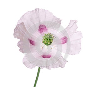 Poppy flower isolated on white background. Single pink opium poppy. Papaver somniferum. Clipping path