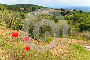 Poppy flower in Italian Tuscan landscape