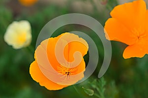 Poppy flower macro