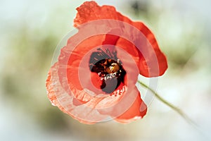 Poppy flower, macro, close-up. a combination of red and green. for narratives about nature.