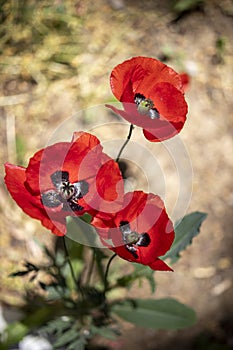 Poppy flower, macro, close-up. a combination of red and green. for narratives about nature.