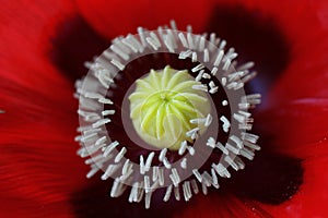 Poppy flower macro shot