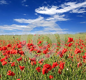 Poppy flower meadow