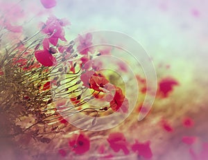 Poppy flower in the meadow