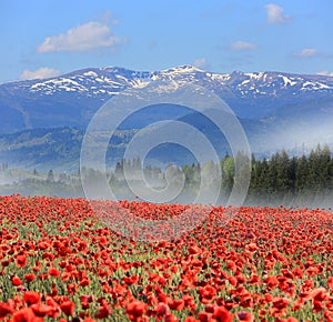 Poppy flower meadow in mountains