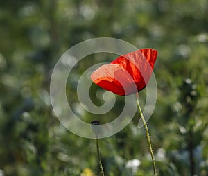 Poppy flower on a meadow in summer