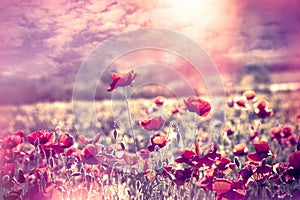 Poppy flower in meadow at sunset, beautiful landscape with flowers and sky