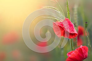 Poppy flower with morning water dwop or papaver rhoeas poppy with the sunset light. Space for text. Spring summer border