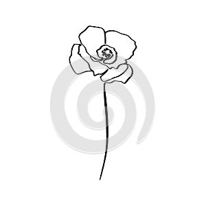 Poppy Flower Is One Line Art. Vector abstract Plant in a Trendy Minimalist Style.