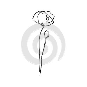 Poppy Flower Is One Line Art. Vector abstract Plant in a Trendy Minimalist Style.