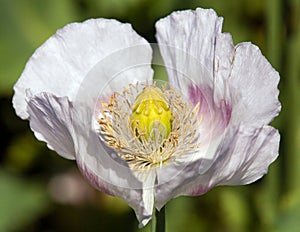 Poppy flower, opium poppy in latin papaver somniferum