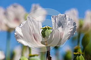 Poppy flower, opium poppy in latin papaver somniferum