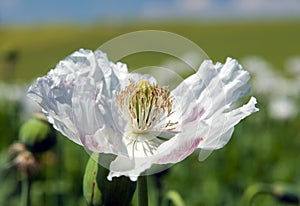 Poppy flower, opium poppy in latin papaver somniferum