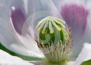 Poppy flower, opium poppy in latin papaver somniferum